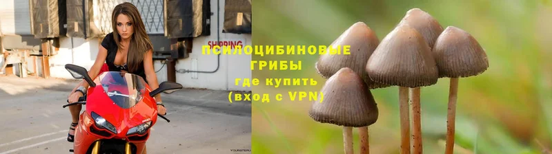 Галлюциногенные грибы ЛСД  Белёв 